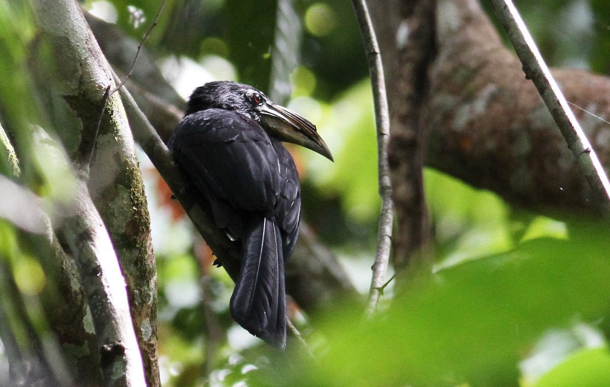 Sulawesi Hornbill (Dwarf) - ML128151561