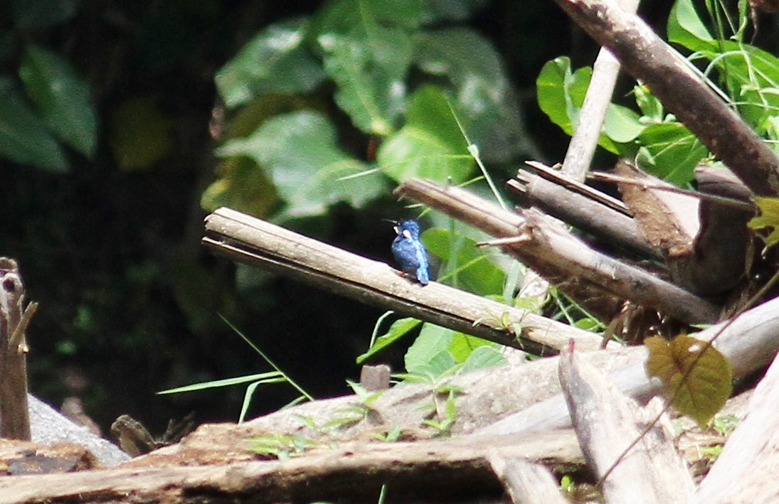 Common Kingfisher (Cobalt-eared) - ML128151761