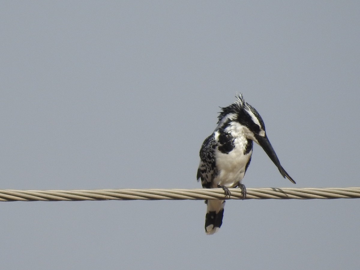 Pied Kingfisher - Sourav Halder