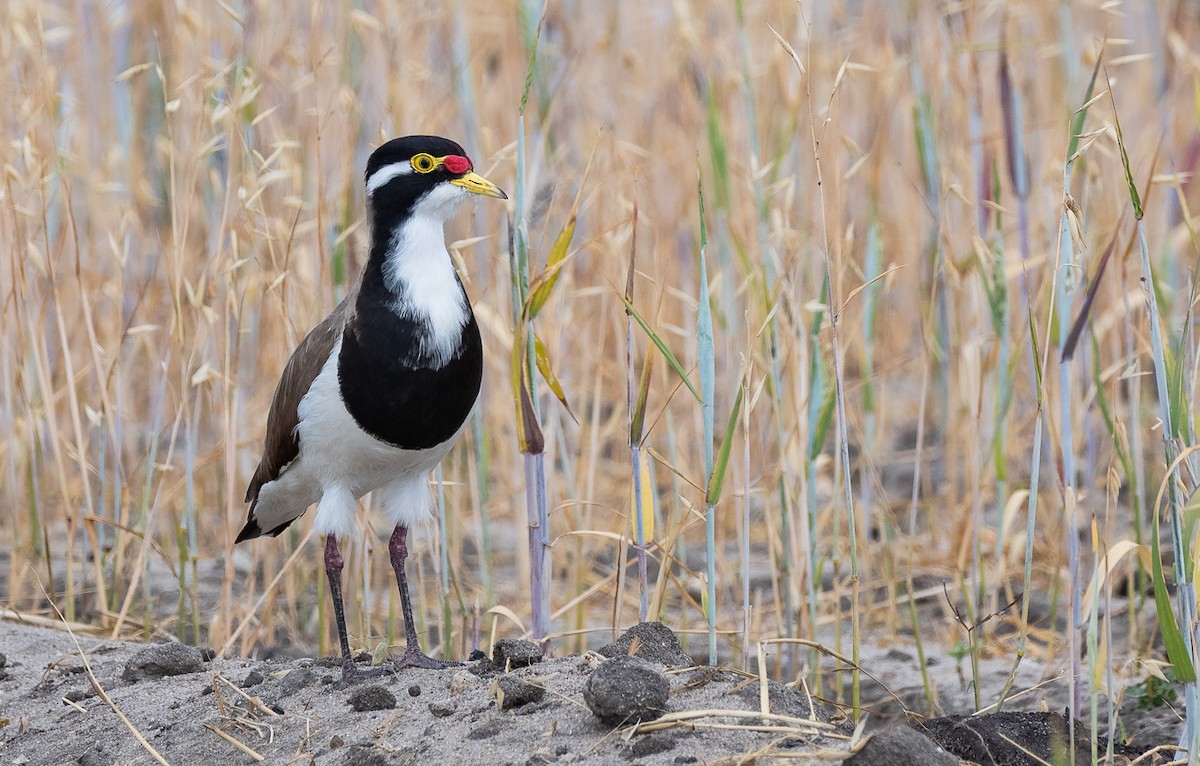 Banded Lapwing - ML128154881