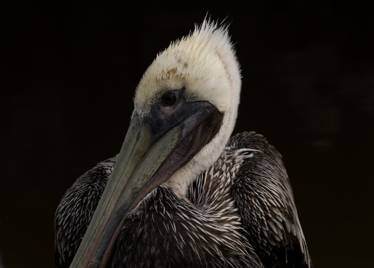 Brown Pelican - William Hearn