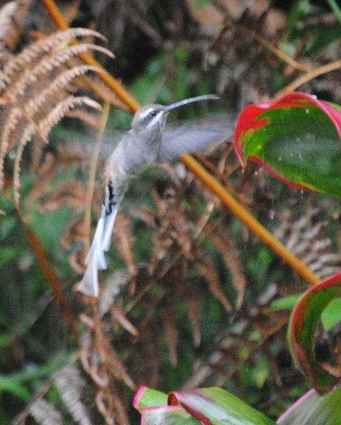 Серобрюхий колибри-отшельник - ML128158351