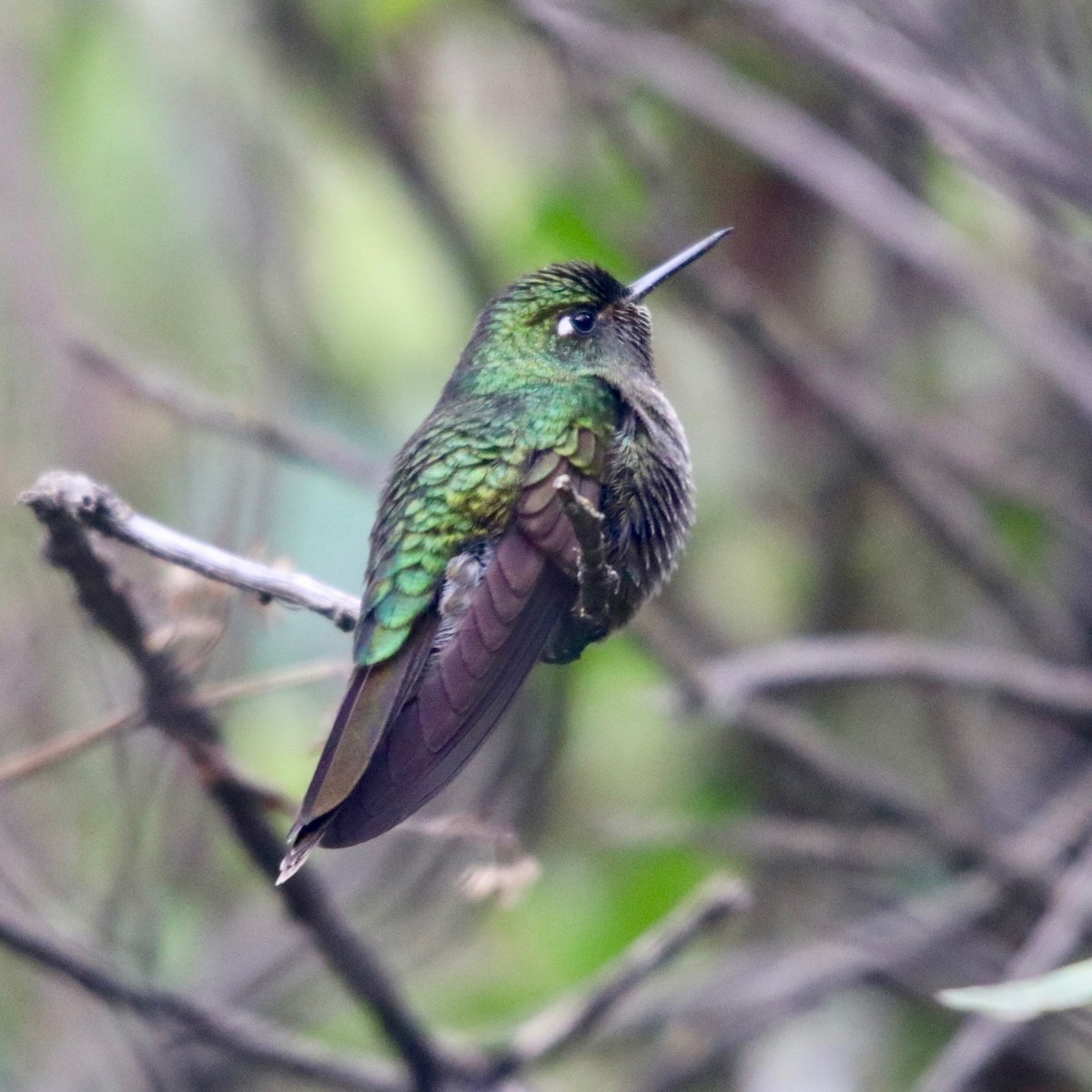 Scaled Metaltail - ML128158711