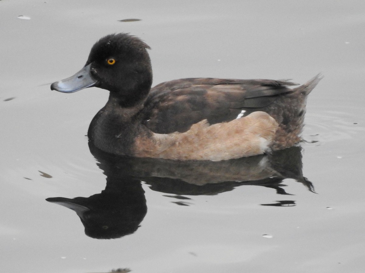Tufted Duck - ML128158811