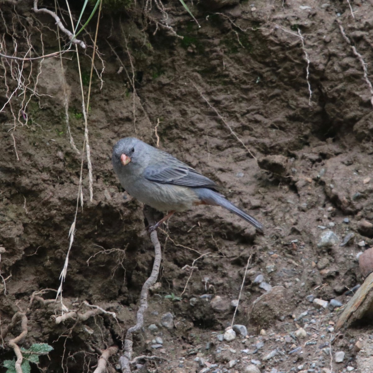 Plain-colored Seedeater - ML128159331
