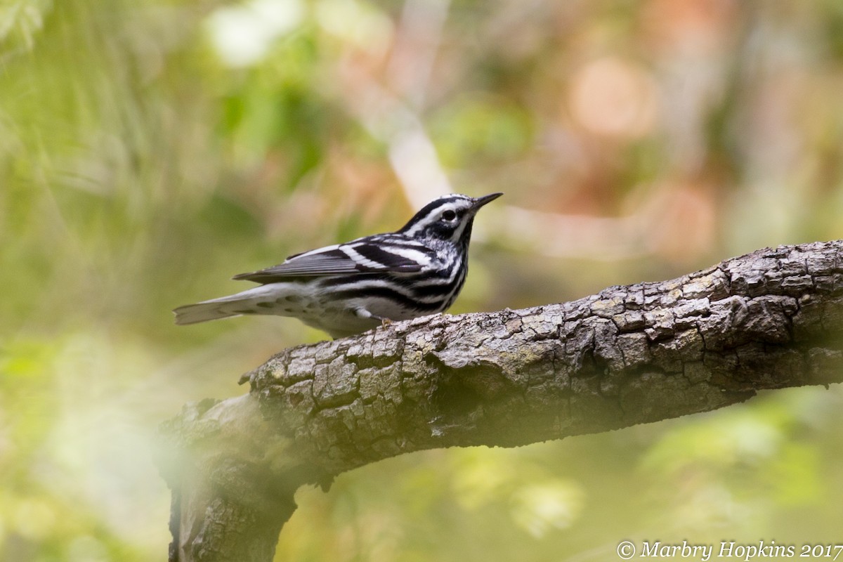 Black-and-white Warbler - ML128159811