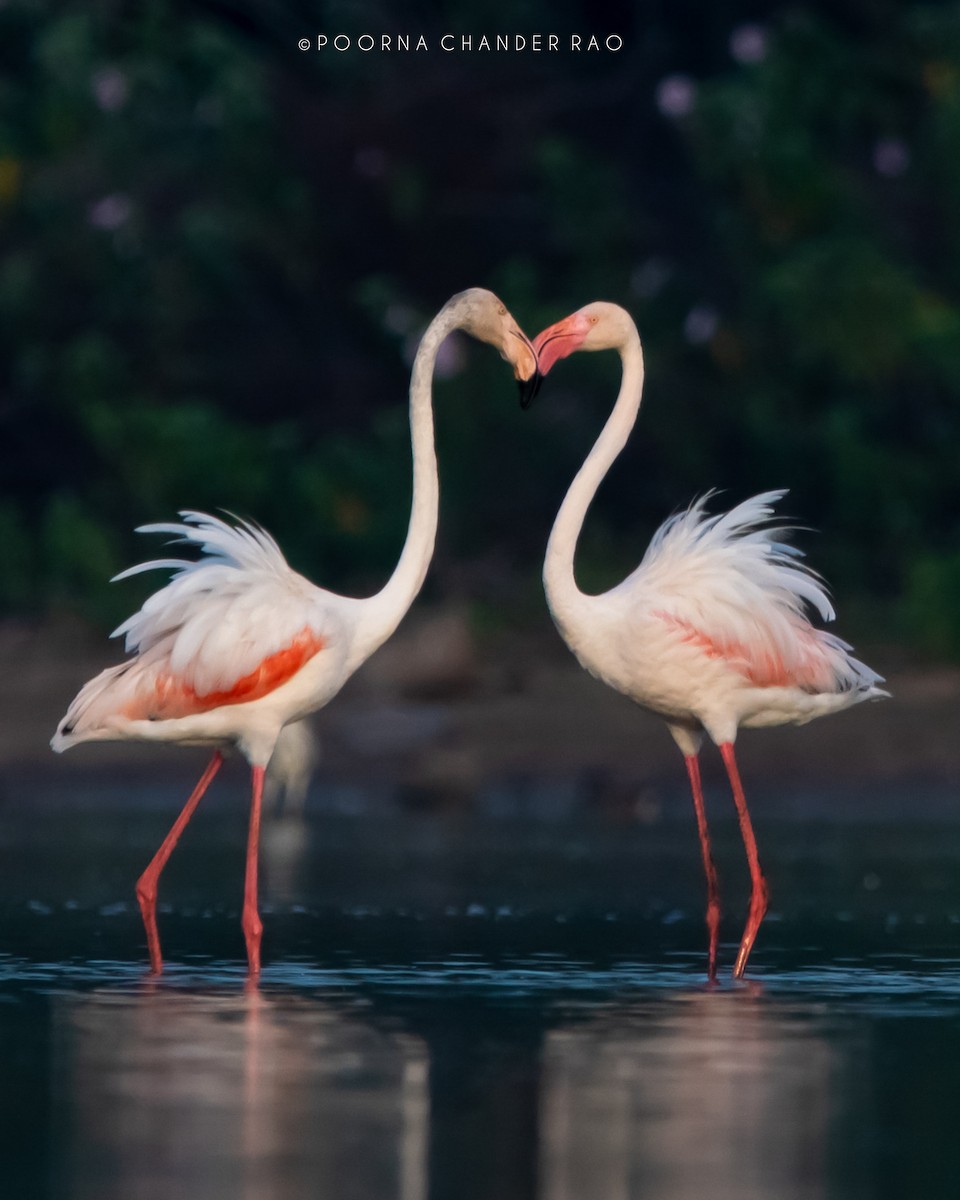 Greater Flamingo - ML128160531