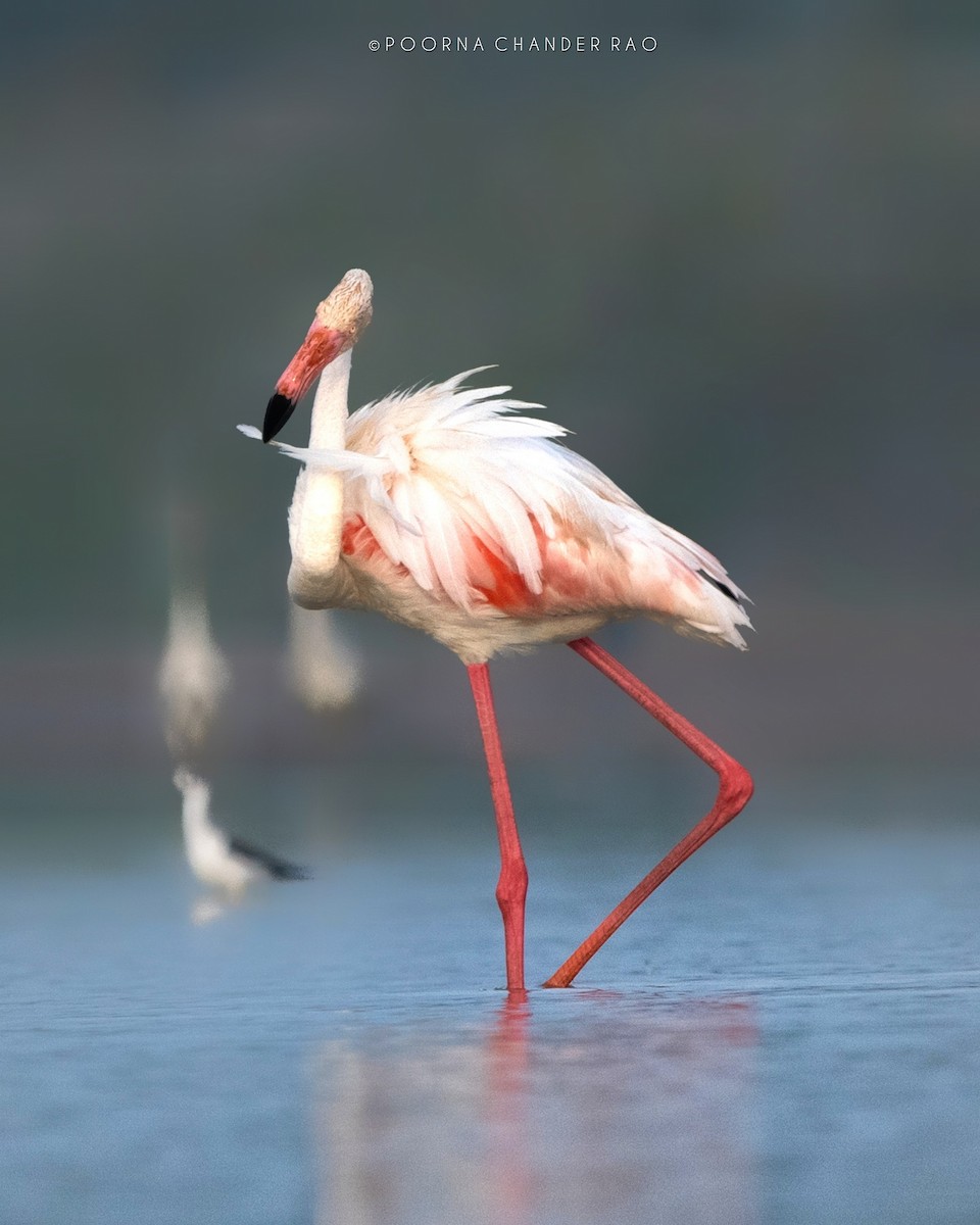 Greater Flamingo - ML128160541
