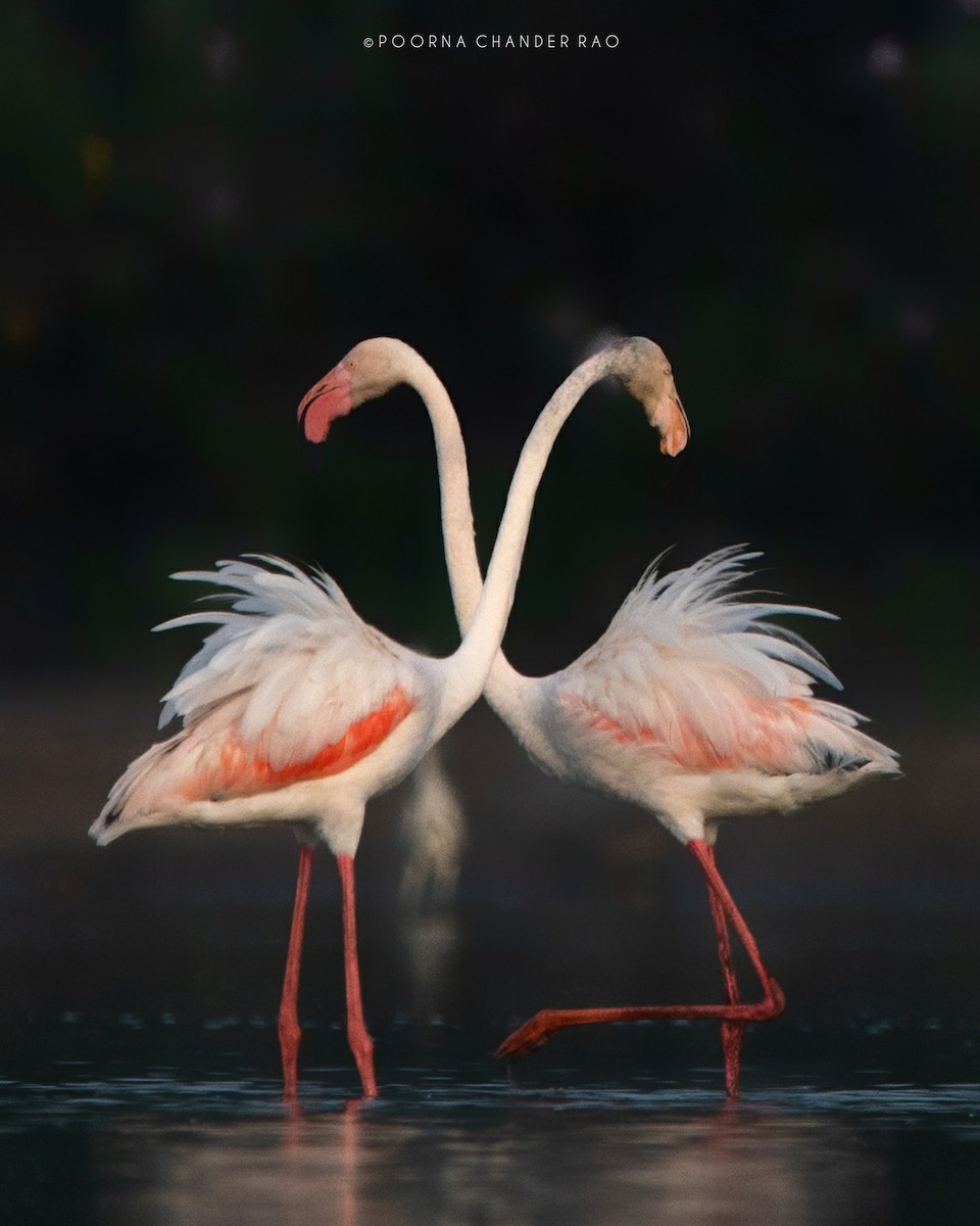 Greater Flamingo - ML128160551