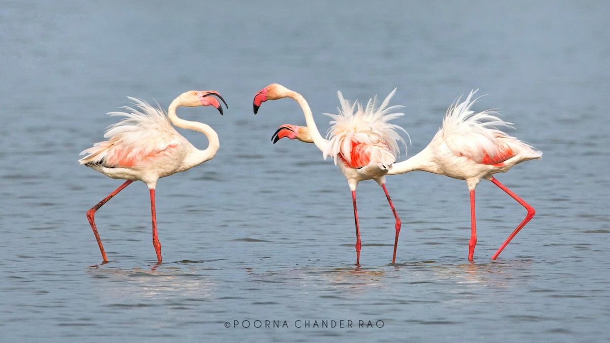 Greater Flamingo - ML128160591