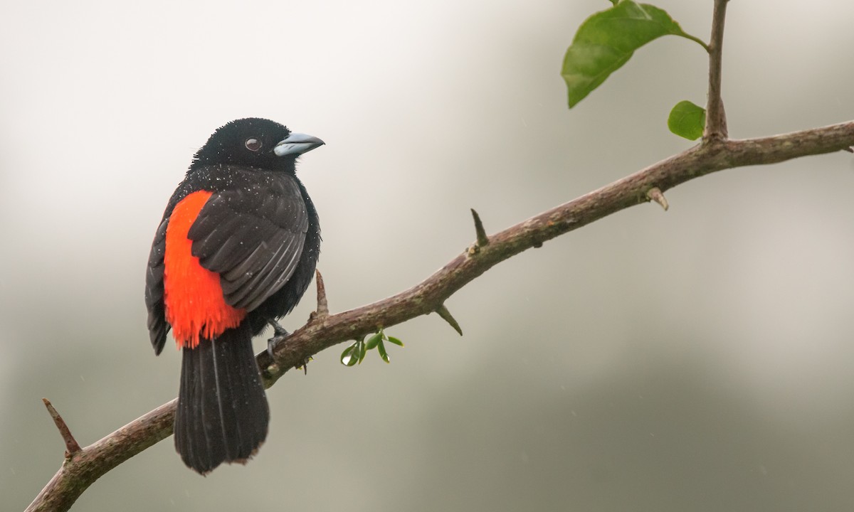 Scarlet-rumped Tanager - ML128161231