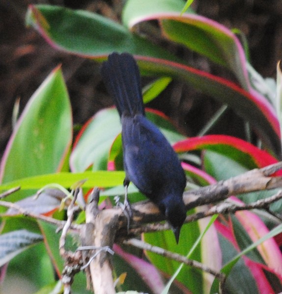 White-lined Tanager - ML128162451