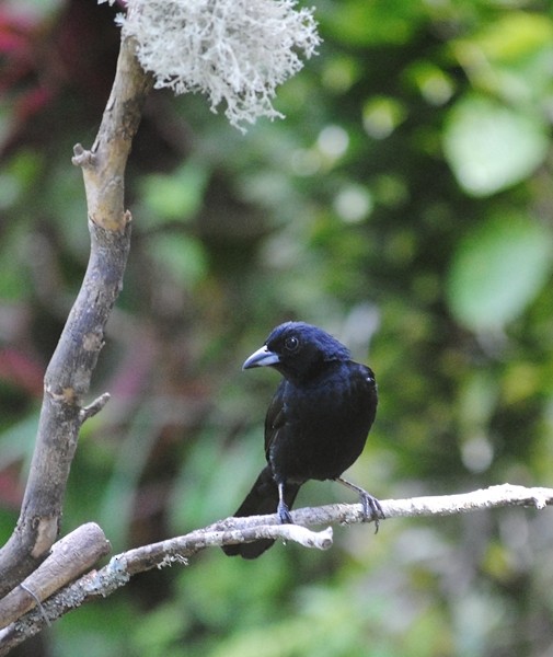 White-lined Tanager - ML128162481