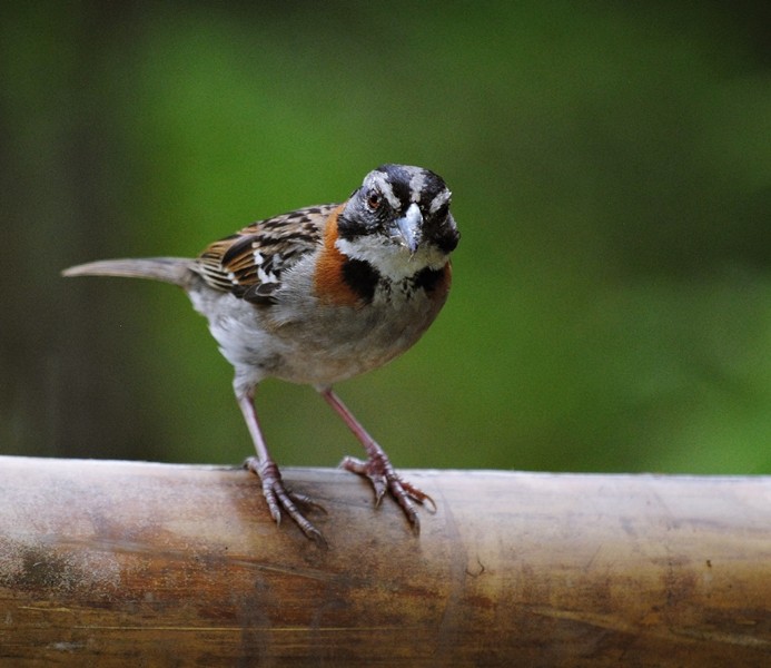 Rufous-collared Sparrow - Carlos Navea