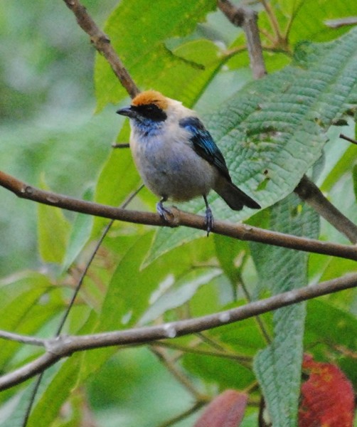 Burnished-buff Tanager - ML128163001