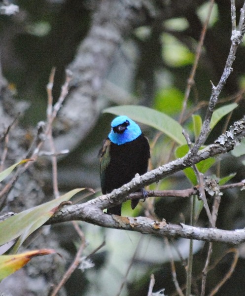 Blue-necked Tanager - ML128163131