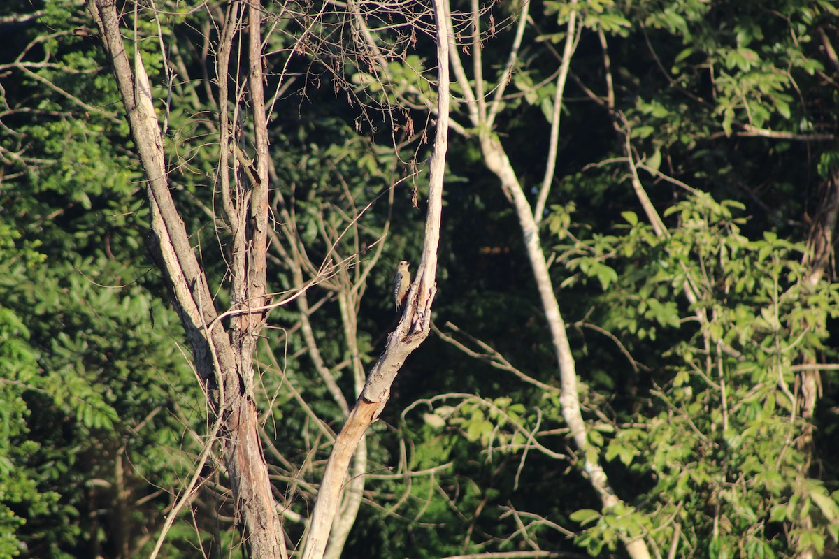 Golden-fronted Woodpecker (Velasquez's) - Angel Castillo Birdwatching Guide
