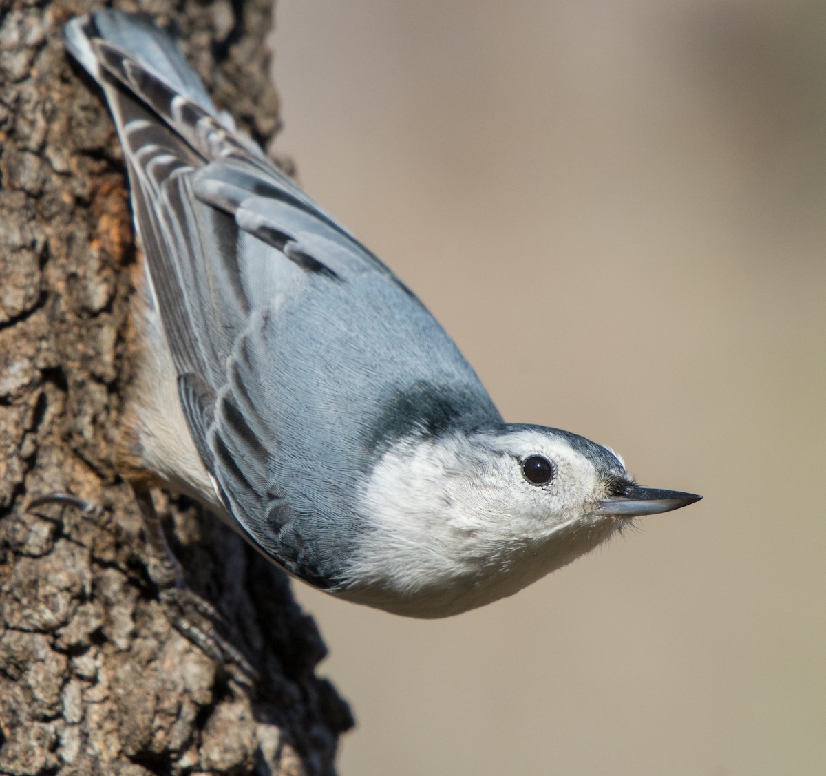 White-breasted Nuthatch - ML128164261