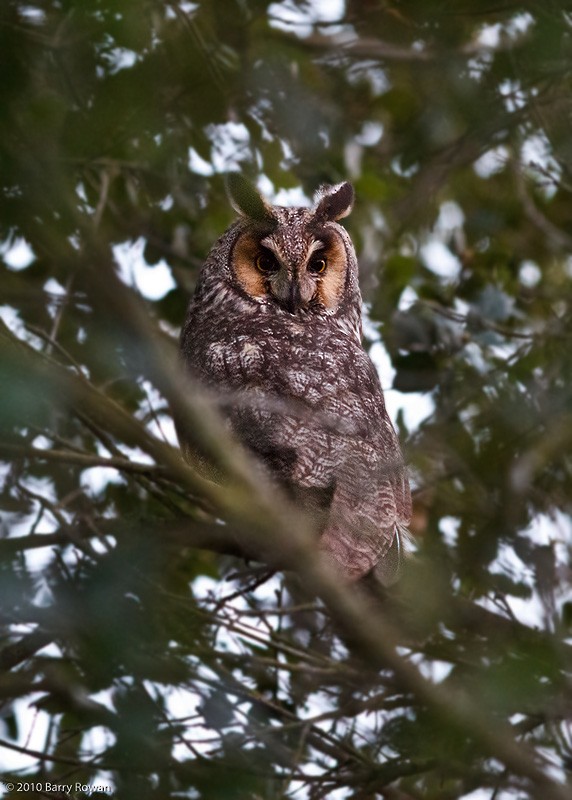Long-eared Owl - Barry Rowan