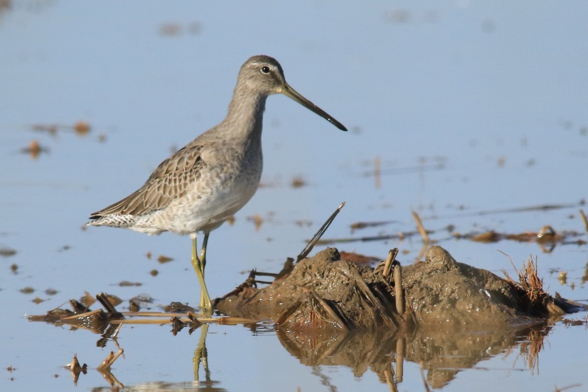 Long-billed Dowitcher - Michele Swartout