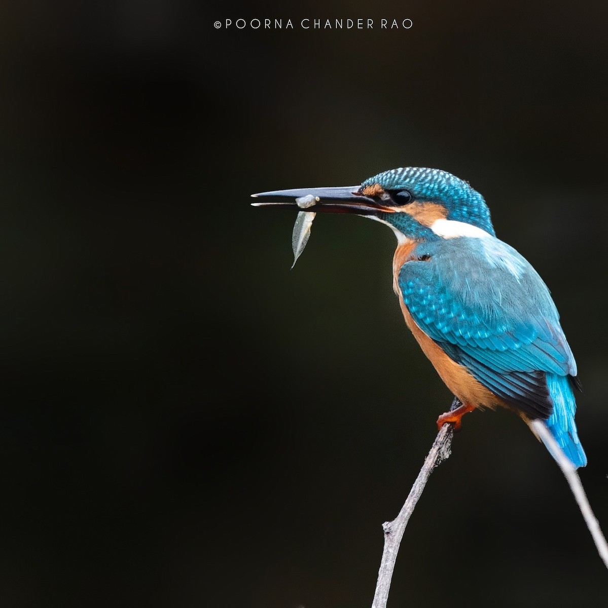 Common Kingfisher - ML128166001