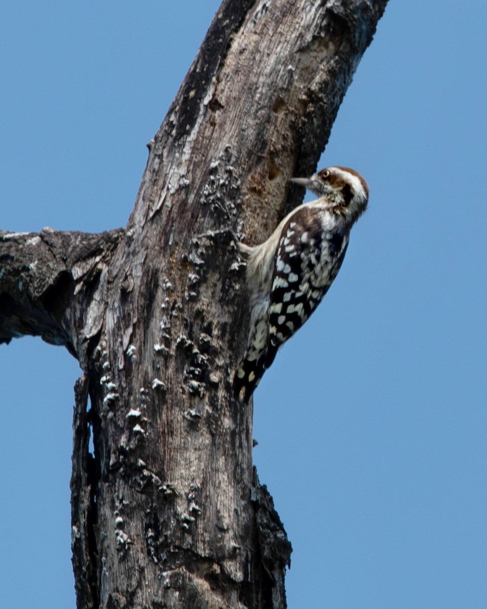 Brown-capped Pygmy Woodpecker - Poorna T