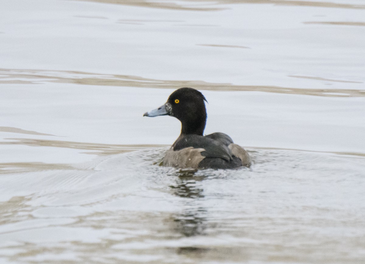Tufted Duck - ML128167281