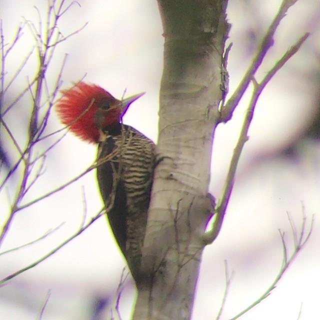 Helmeted Woodpecker - ML128169901