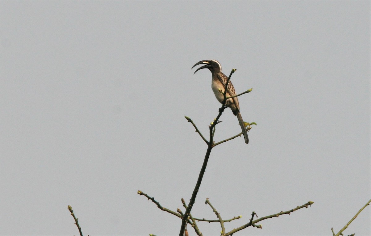 African Gray Hornbill - Ottavio Janni