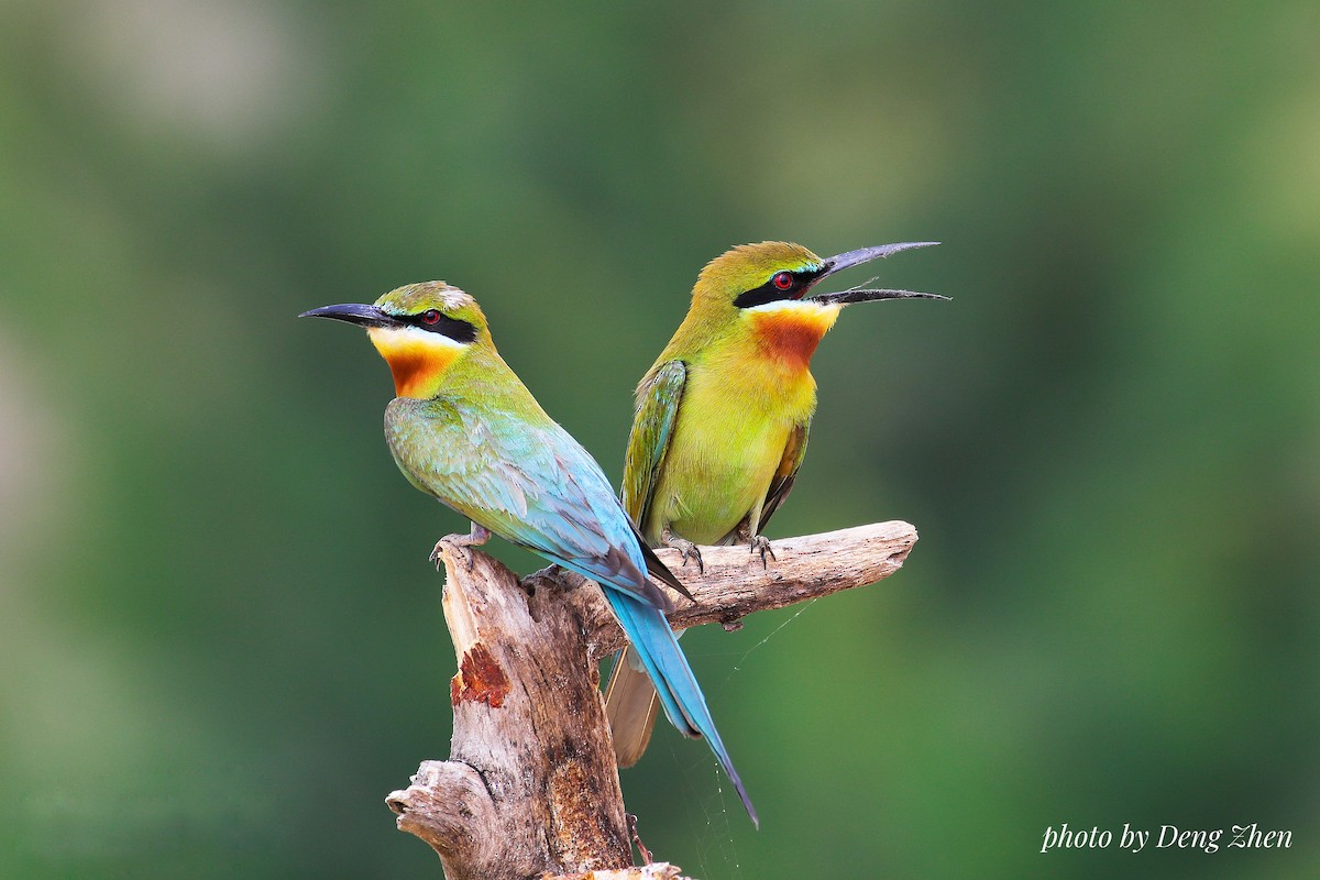 Blue-tailed Bee-eater - ML128171241