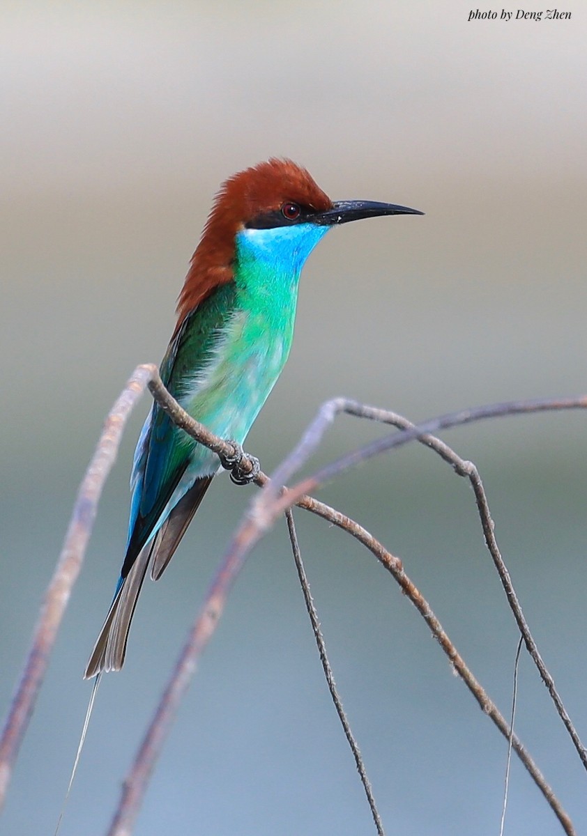 Blue-throated Bee-eater - Frank Deng