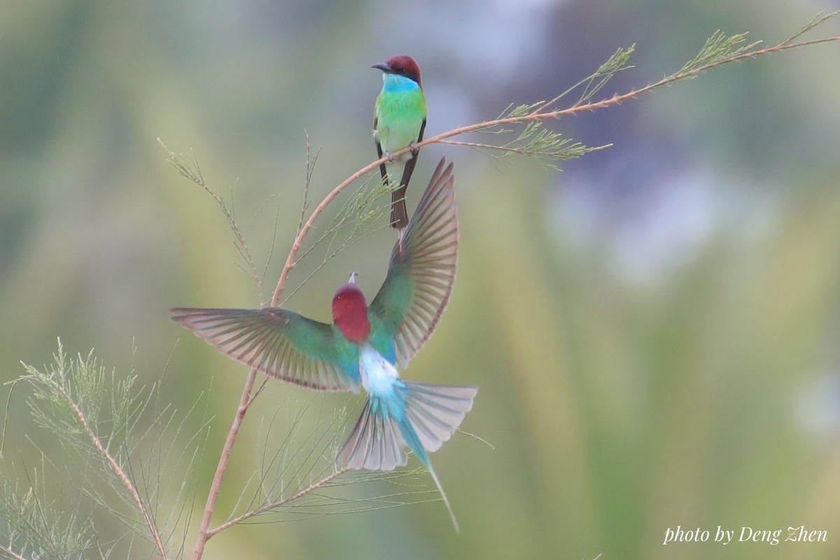 Blue-throated Bee-eater - Frank Deng