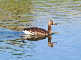 Greater White-fronted Goose, ML128172041