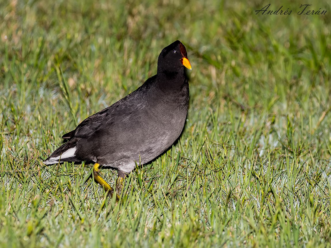 Red-fronted Coot - ML128173401