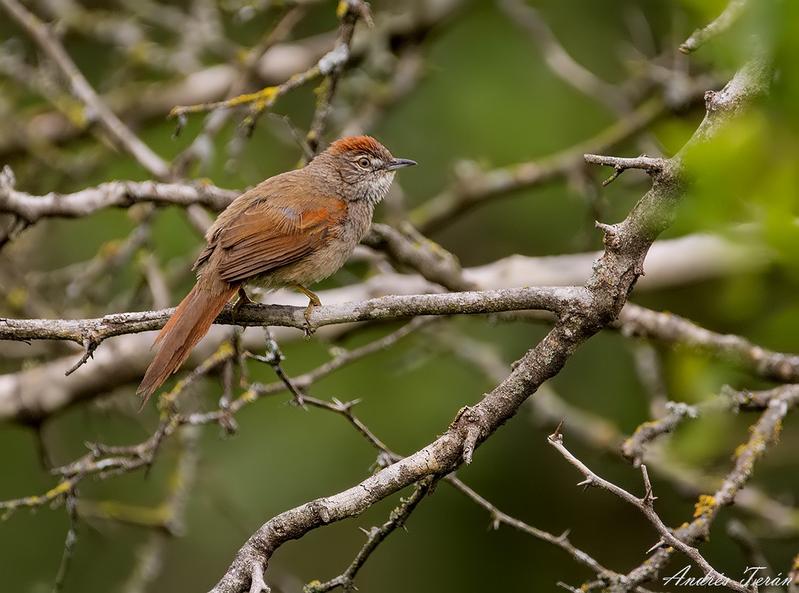 Pale-breasted Spinetail - ML128173501