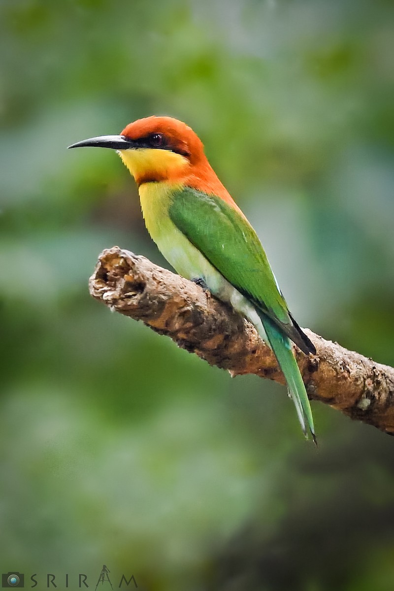 Chestnut-headed Bee-eater - Sriram Reddy