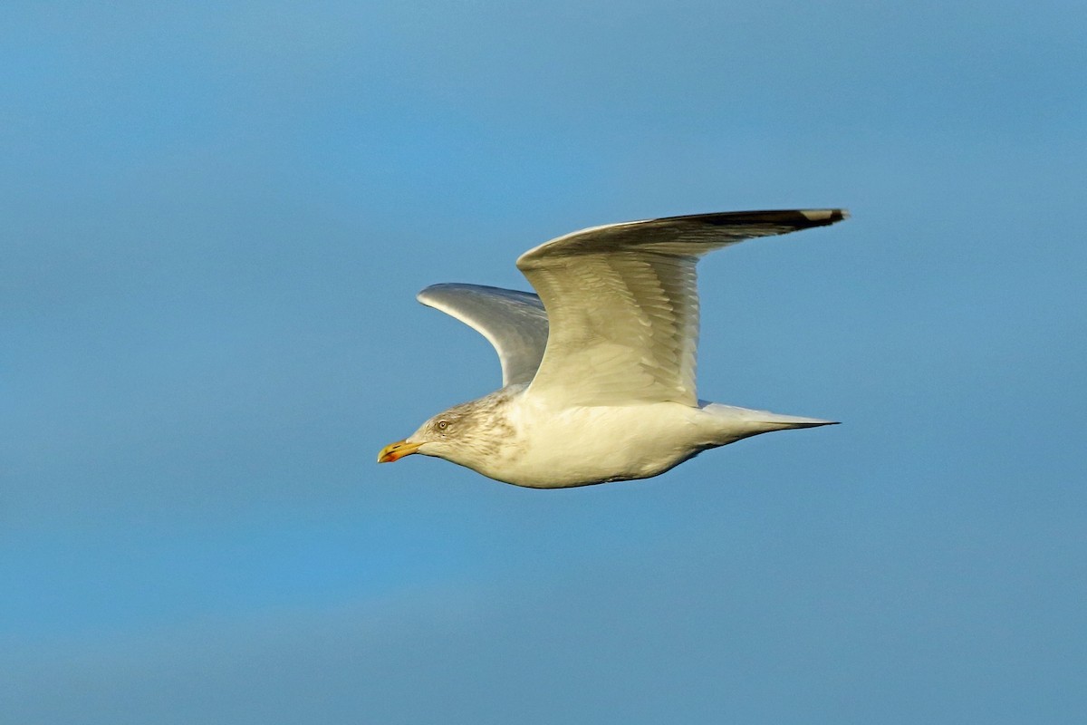 Herring Gull (European) - Nigel Voaden