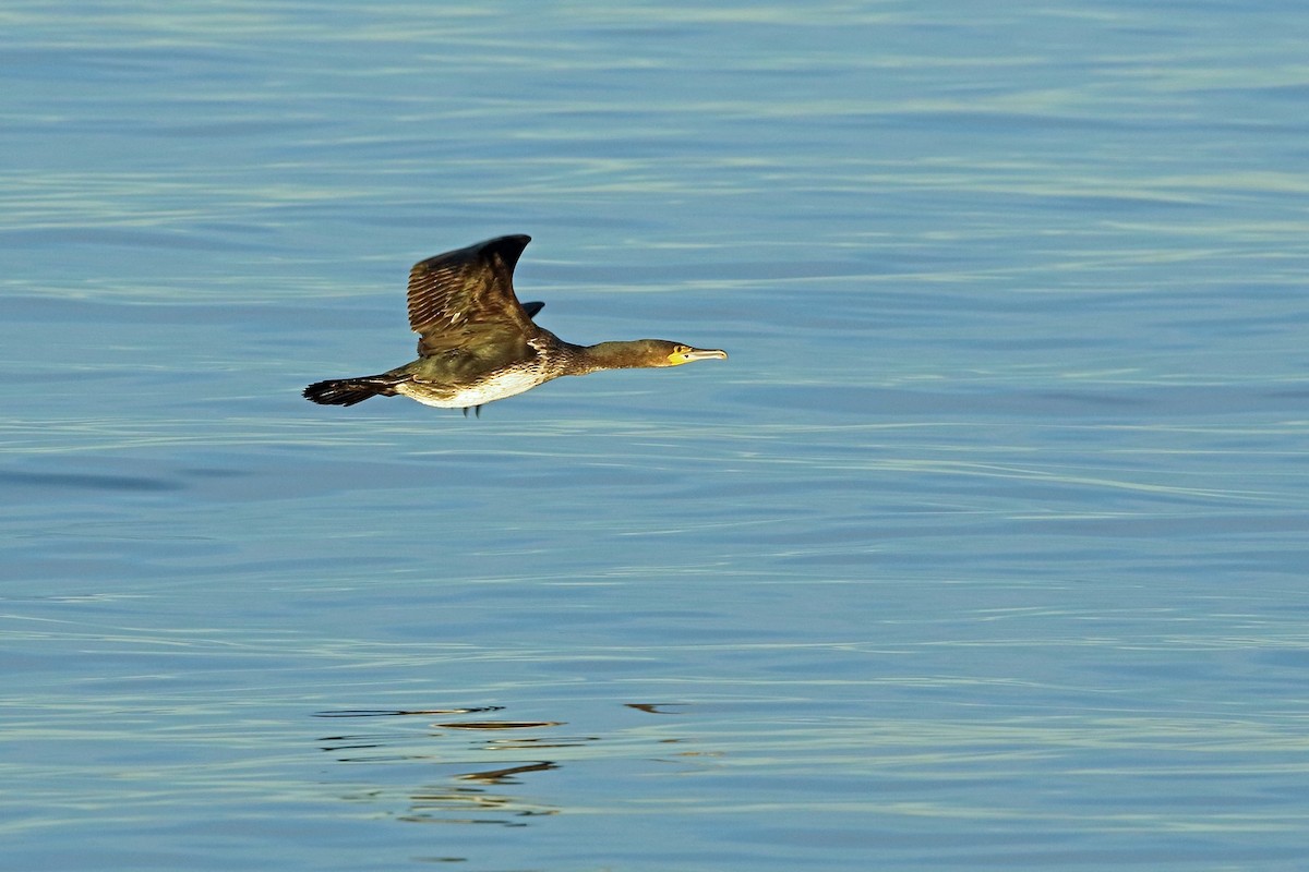Great Cormorant (North Atlantic) - Nigel Voaden