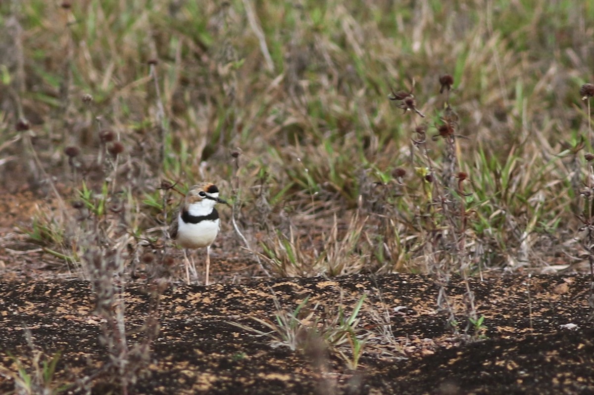 Collared Plover - ML128179301