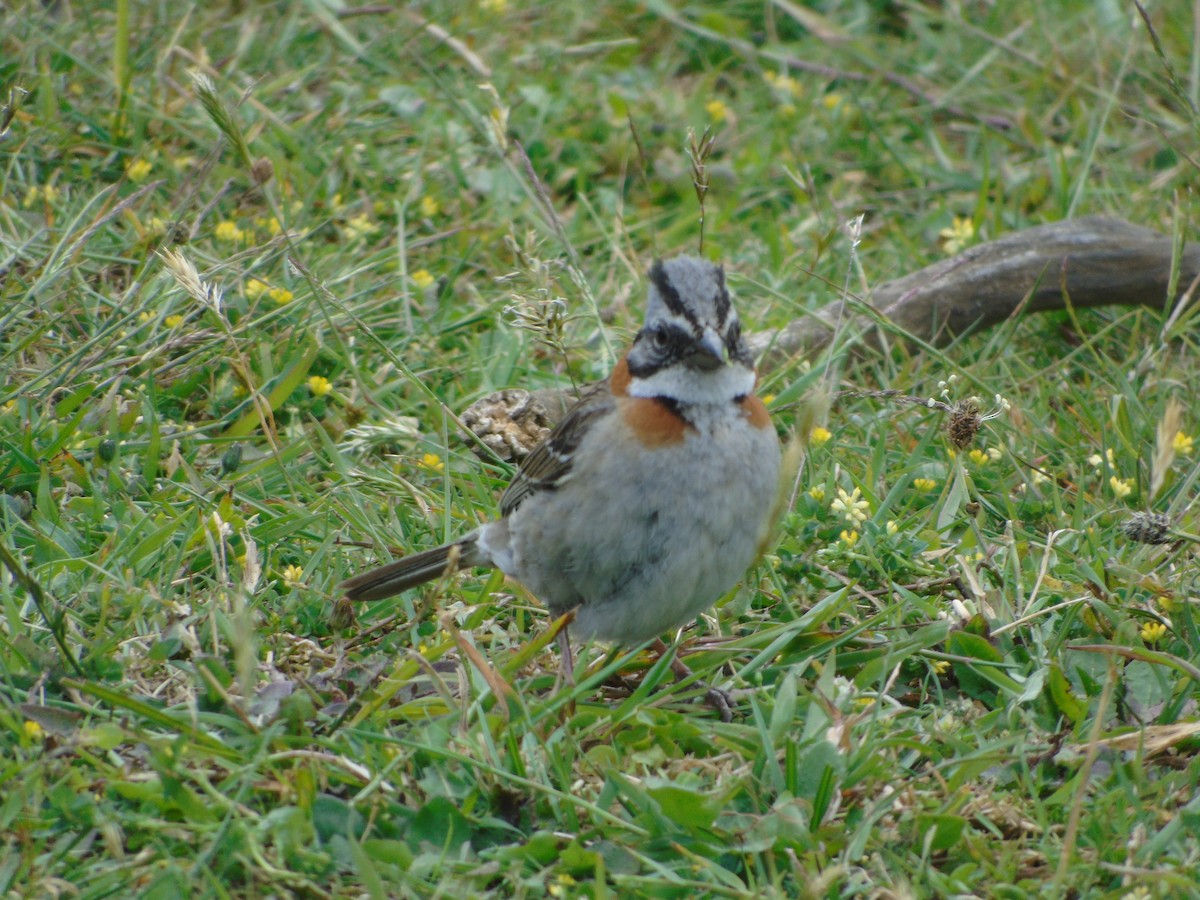 Rufous-collared Sparrow - ML128181321