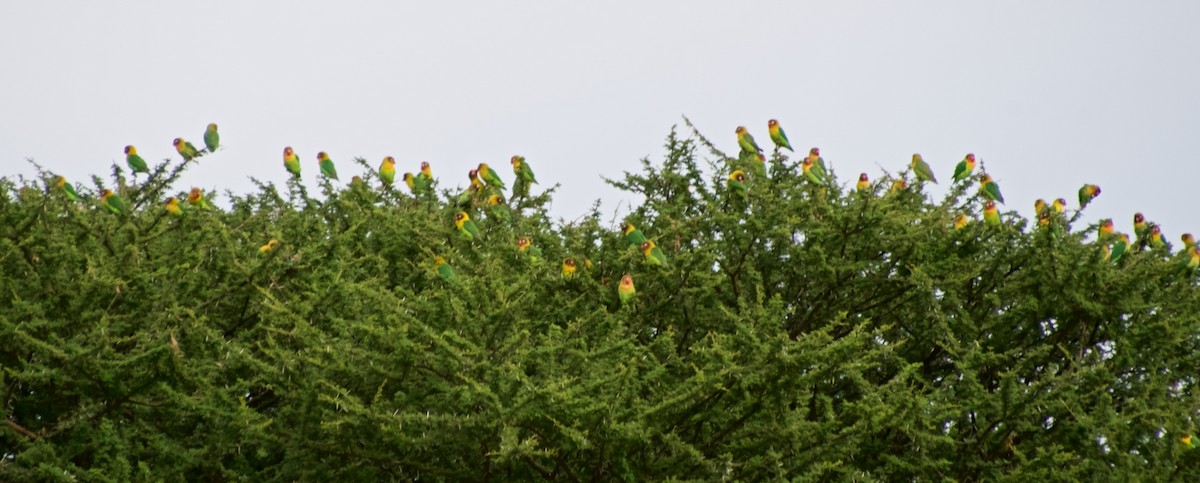 Fischer's x Yellow-collared Lovebird (hybrid) - Denise Van Peursem