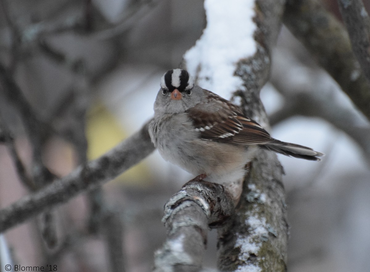 White-crowned Sparrow - ML128183301