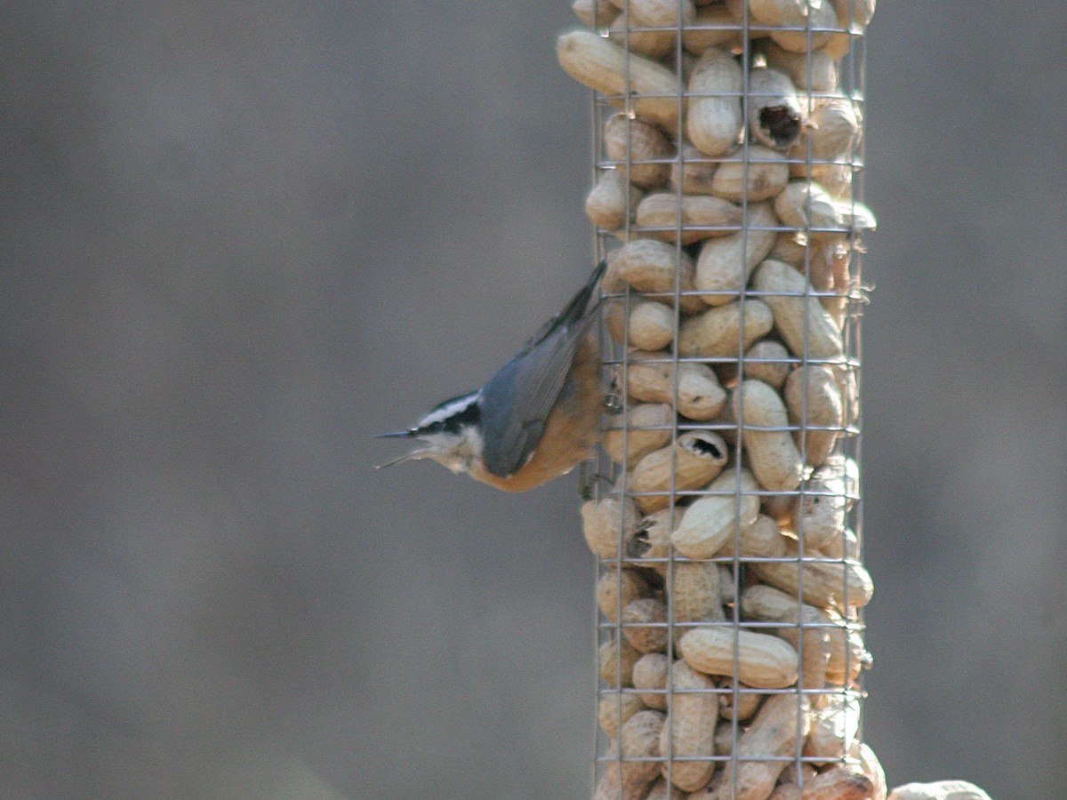 Red-breasted Nuthatch - ML128189471