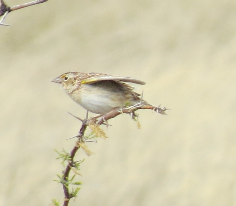 Grasshopper Sparrow - ML128191311