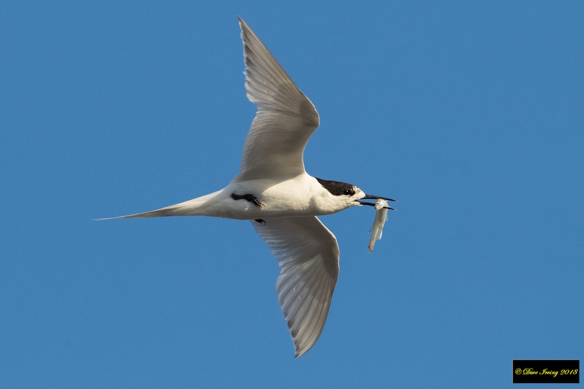 White-fronted Tern - David Irving