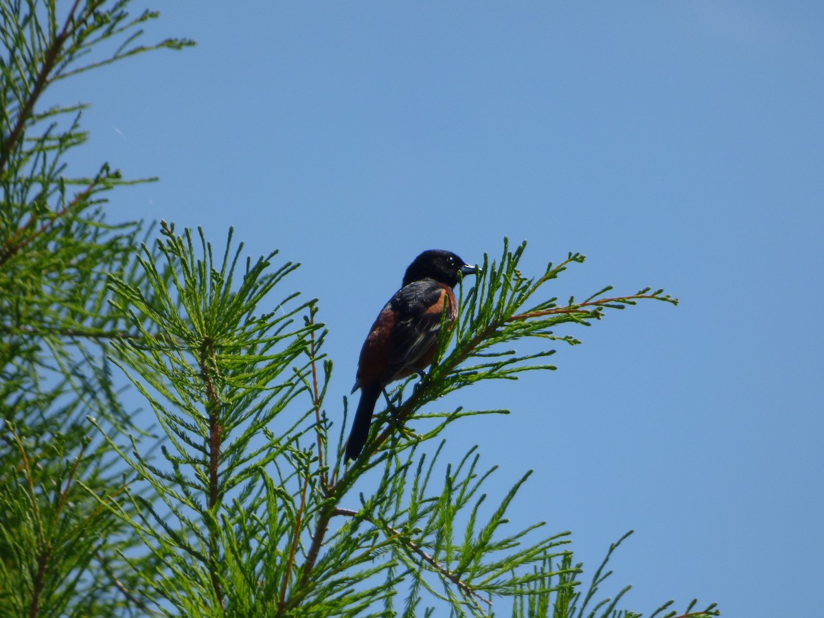 Orchard Oriole - ML128195021