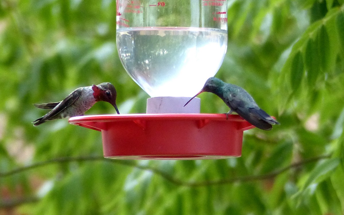 Broad-tailed Hummingbird - Carolyn Wilcox