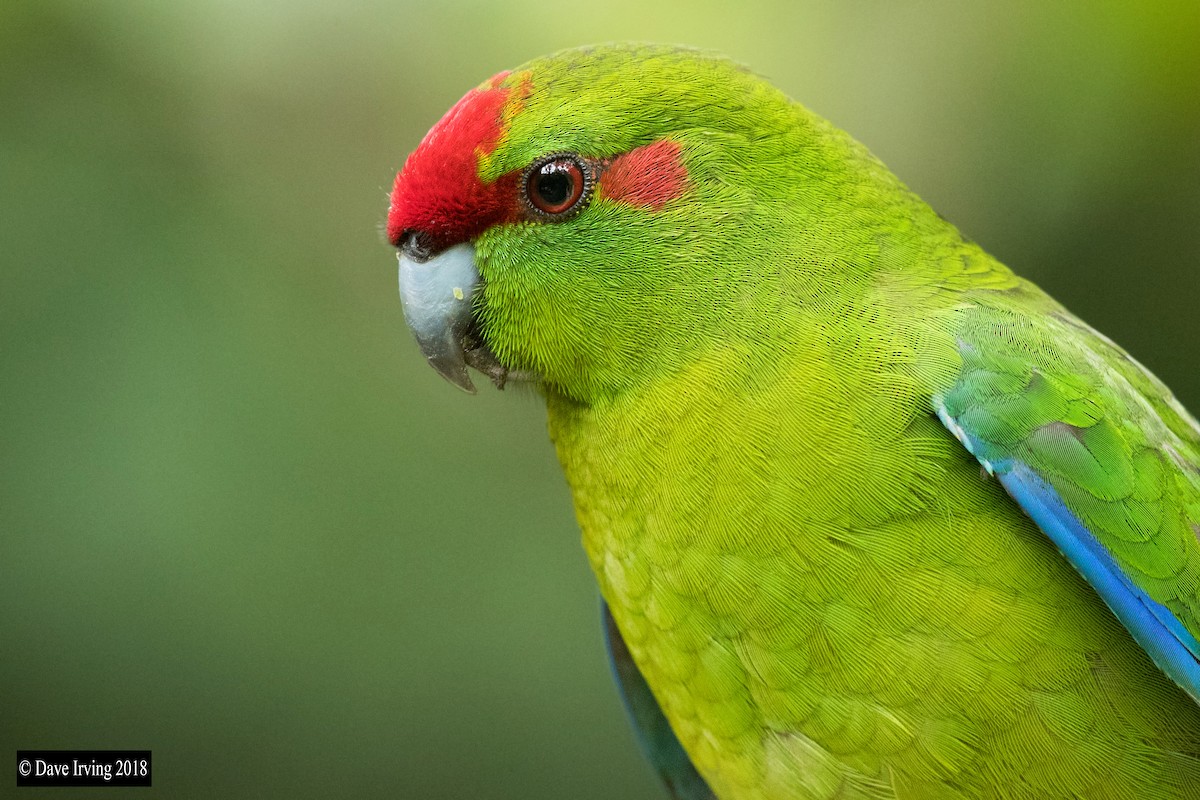Red-crowned Parakeet - David Irving