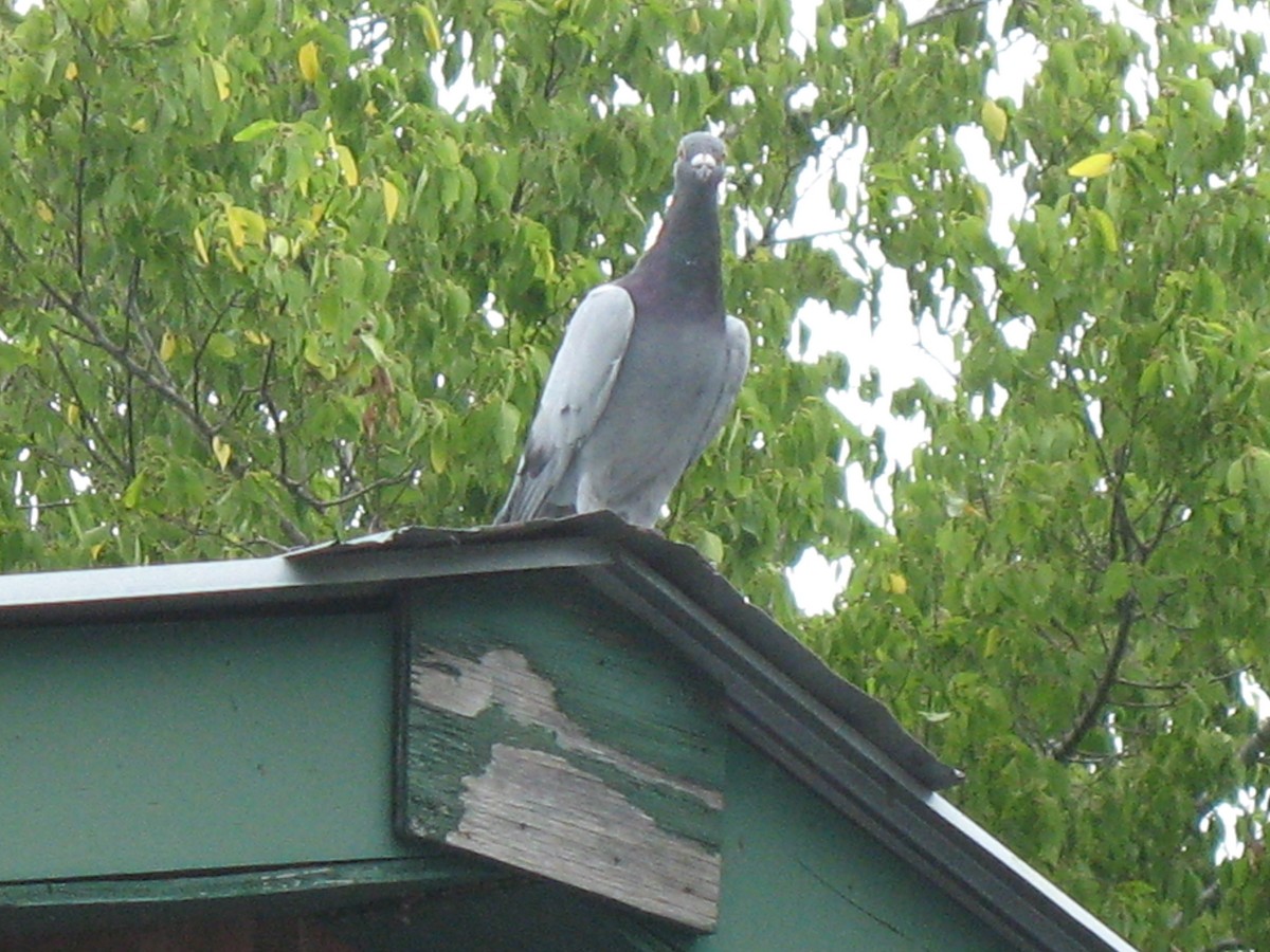 Rock Pigeon (Feral Pigeon) - ML128203481