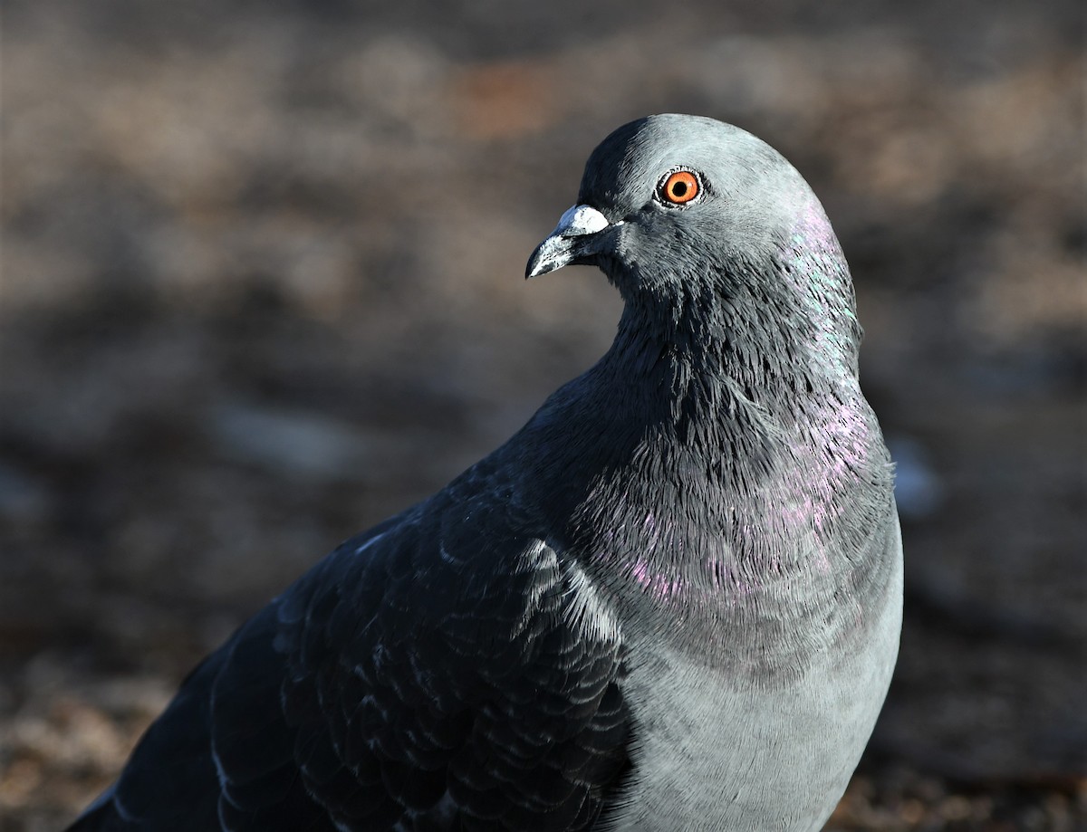 Rock Pigeon (Feral Pigeon) - ML128204991